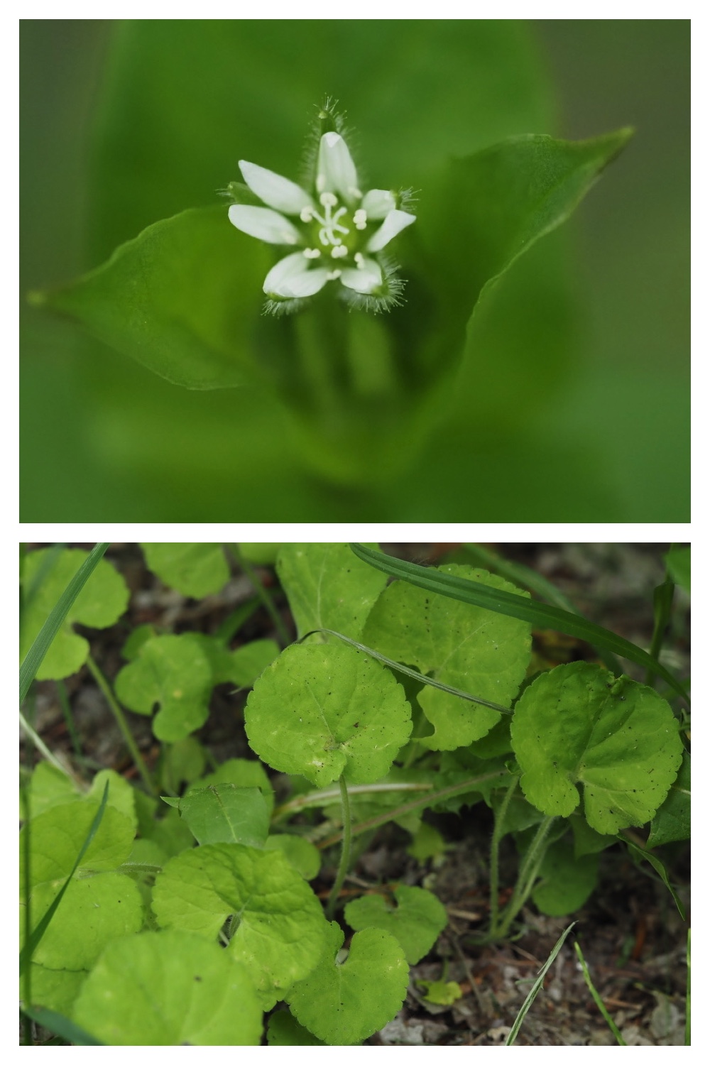 250531_Plant-survey_19