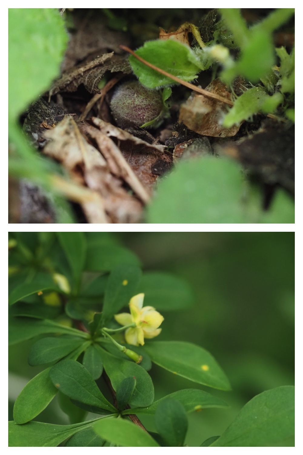 250531_Plant-survey_20