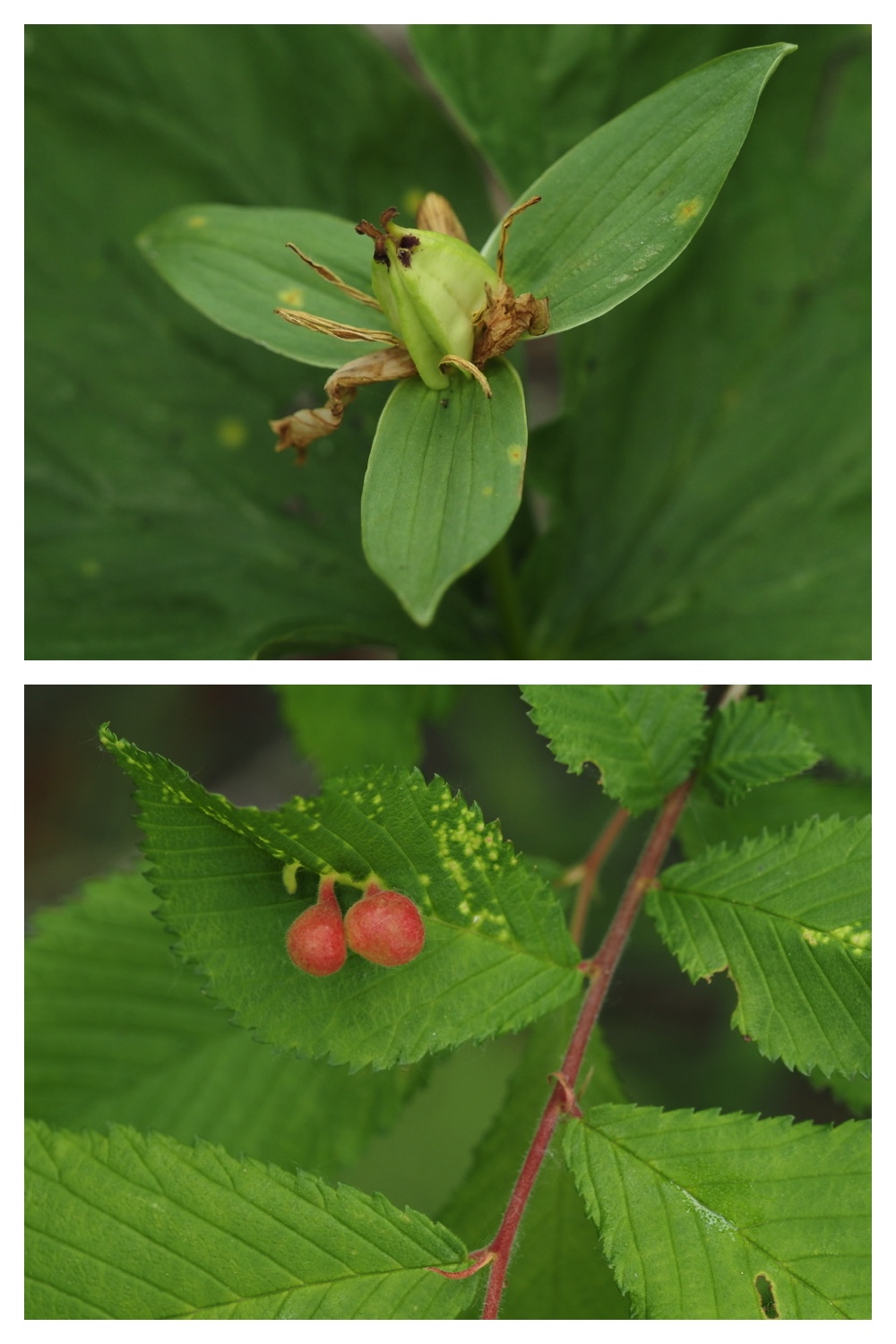 250531_Plant-survey_21