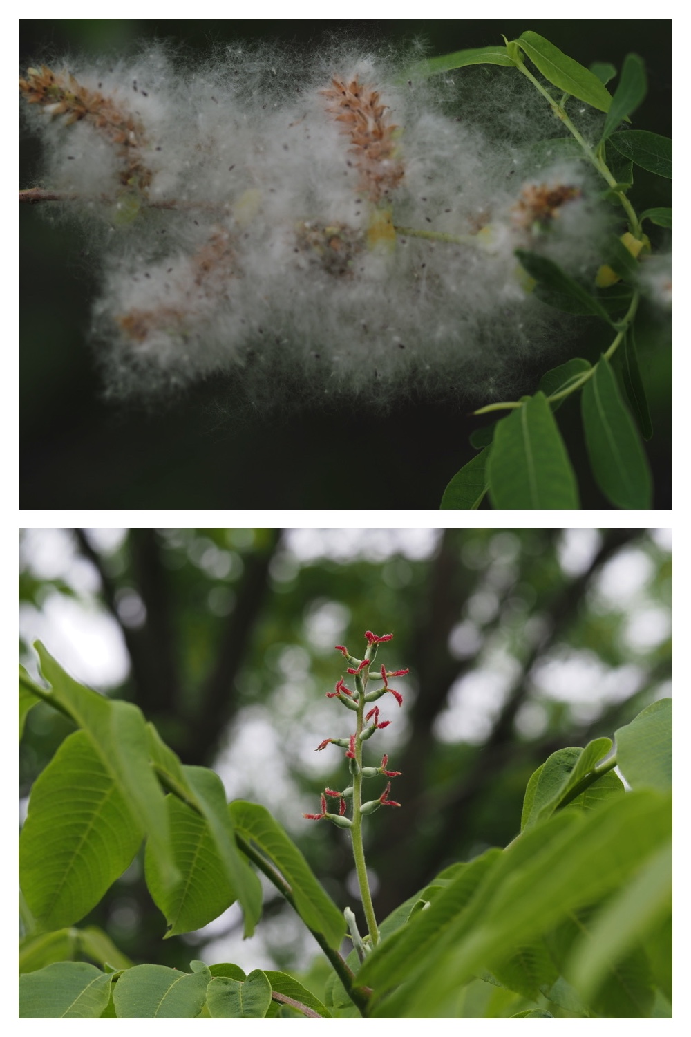 250531_Plant-survey_22