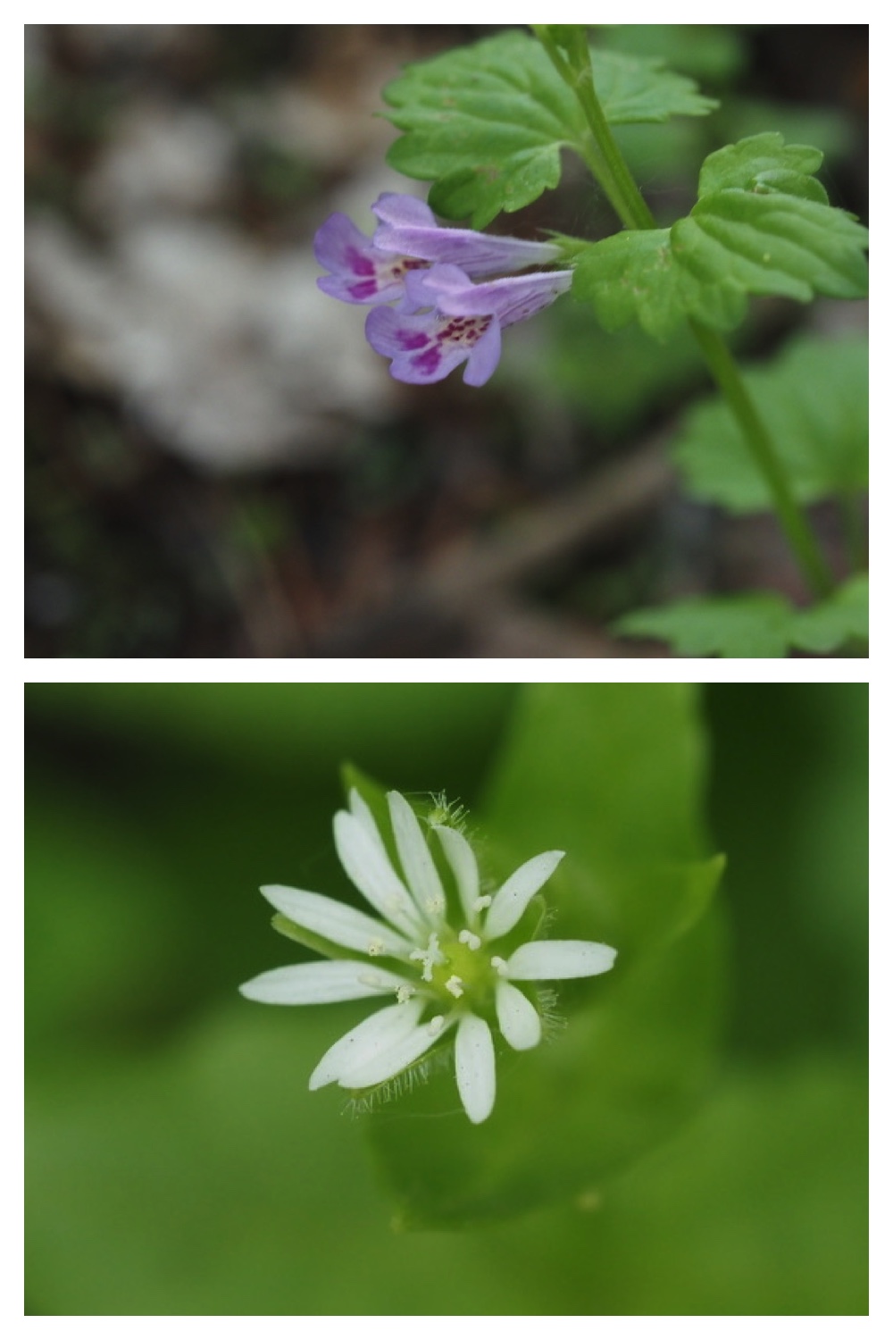 250531_Plant-survey_24