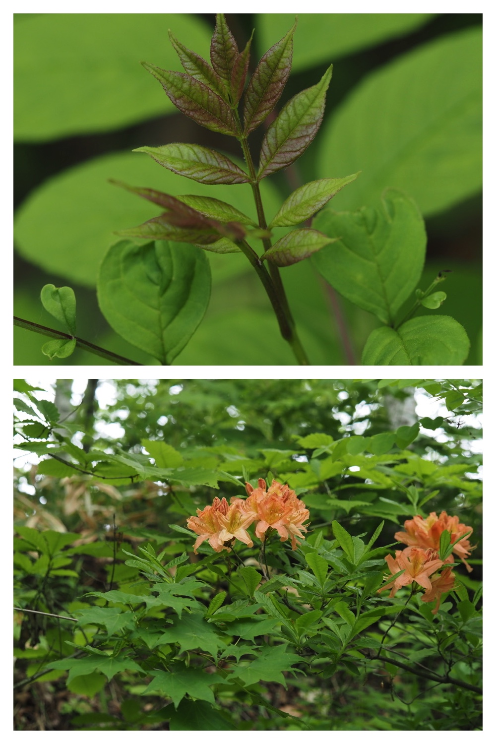 250531_Plant-survey_26