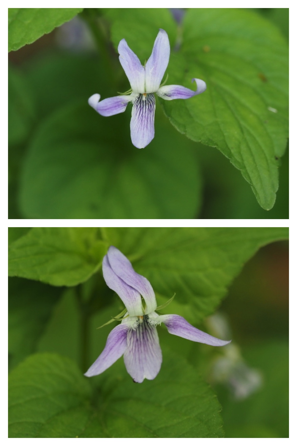 250531_Plant-survey_27