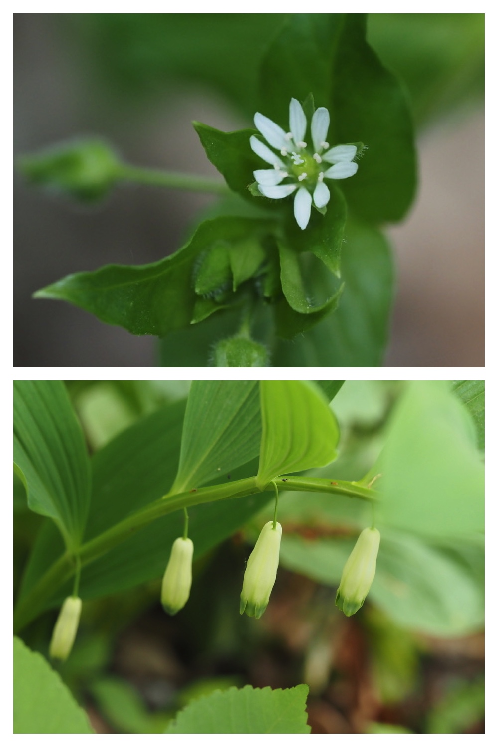 250531_Plant-survey_28