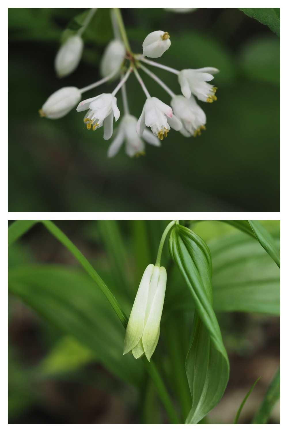 250531_Plant-survey_29