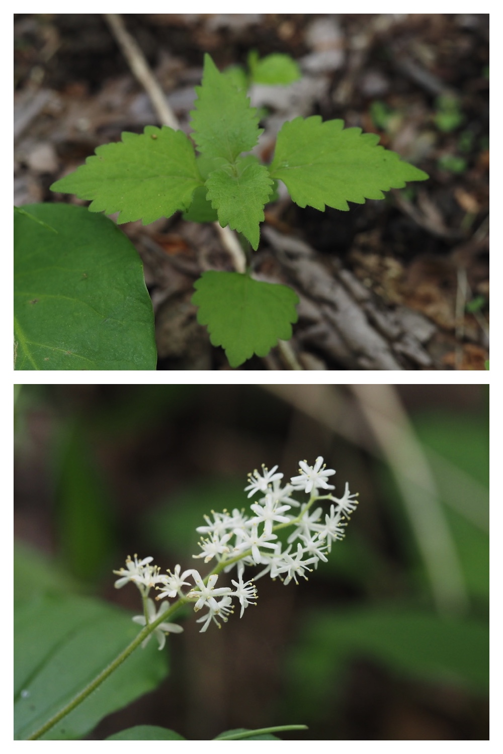 250531_Plant-survey_3