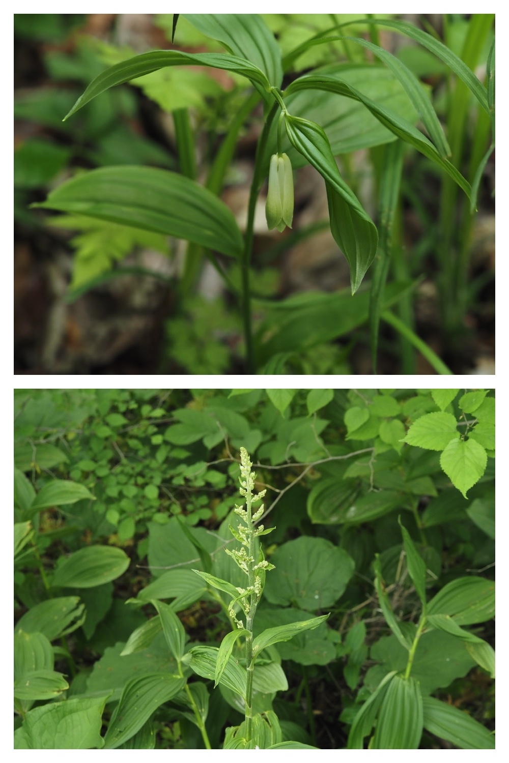 250531_Plant-survey_30