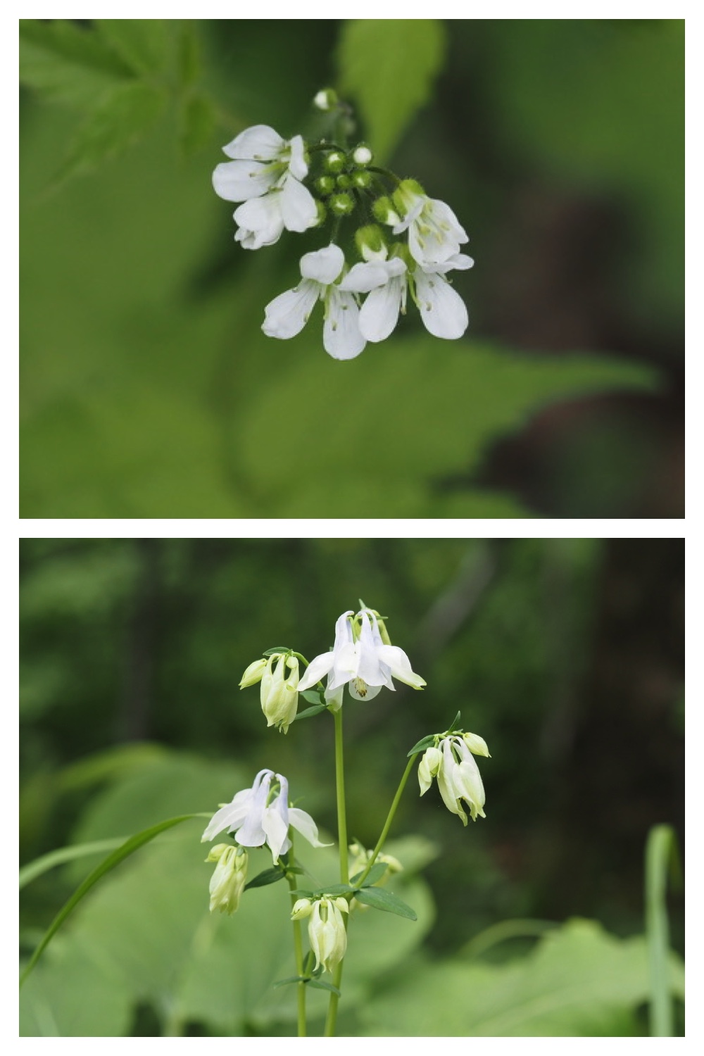 250531_Plant-survey_31
