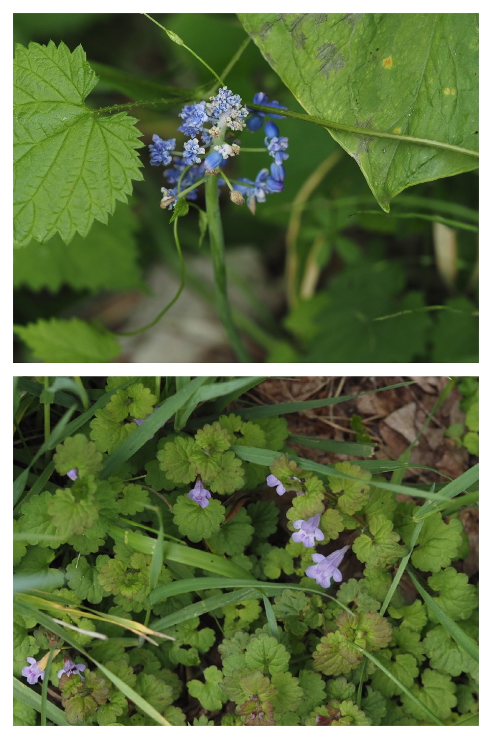 250531_Plant-survey_32