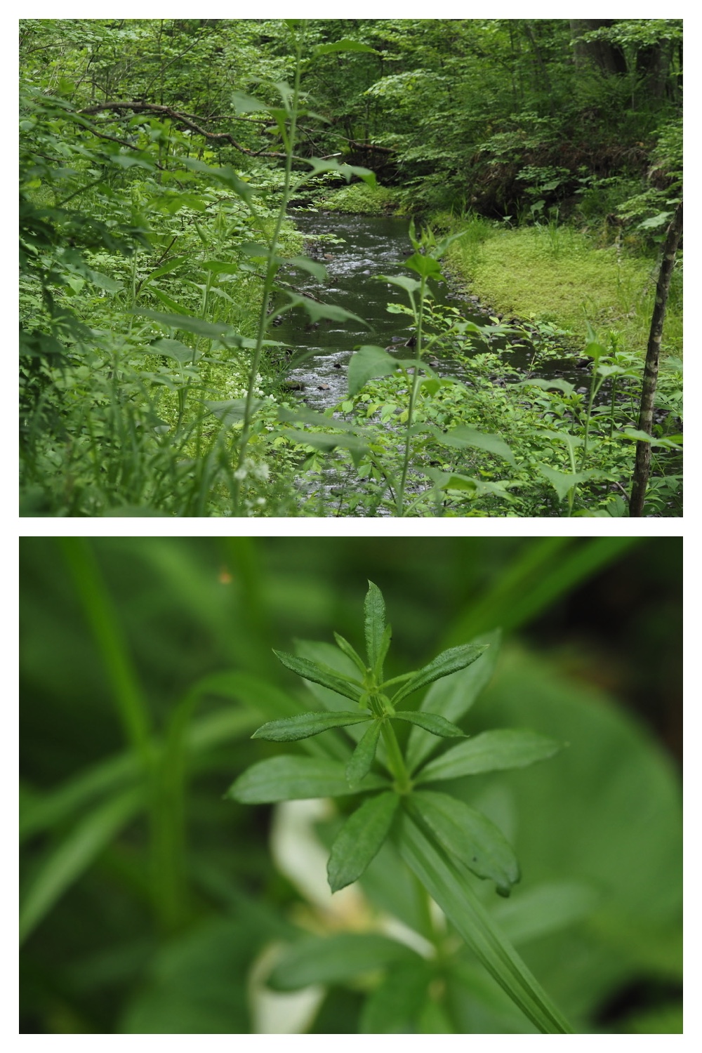 250531_Plant-survey_33
