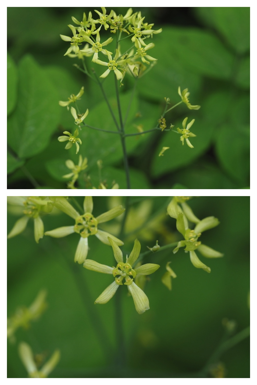 250531_Plant-survey_34