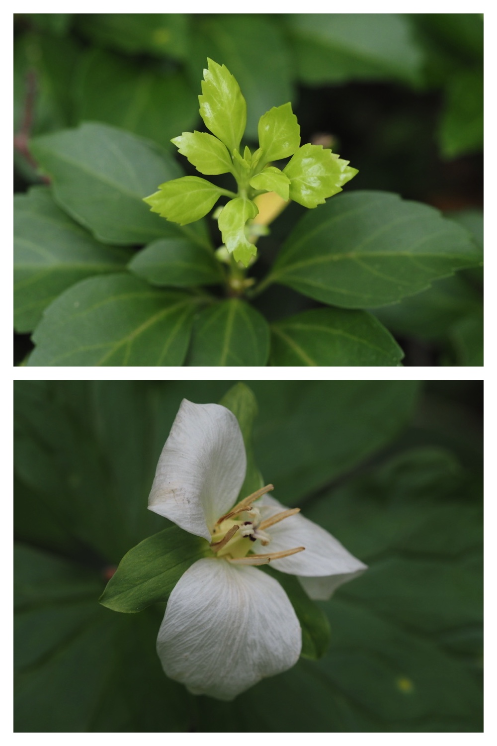 250531_Plant-survey_4