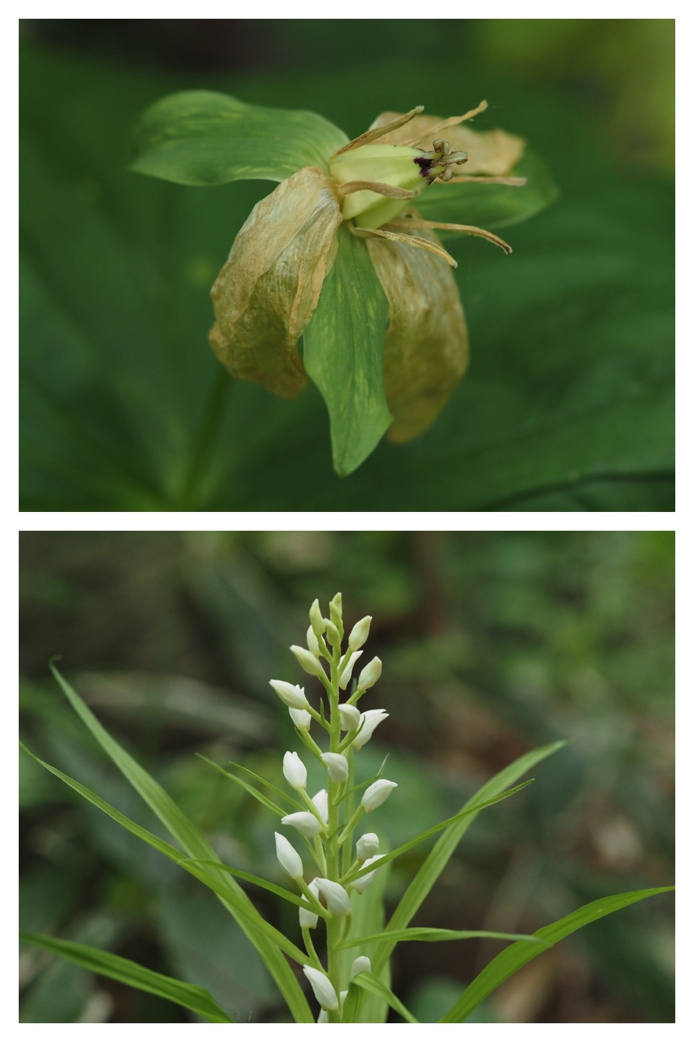 250531_Plant-survey_5