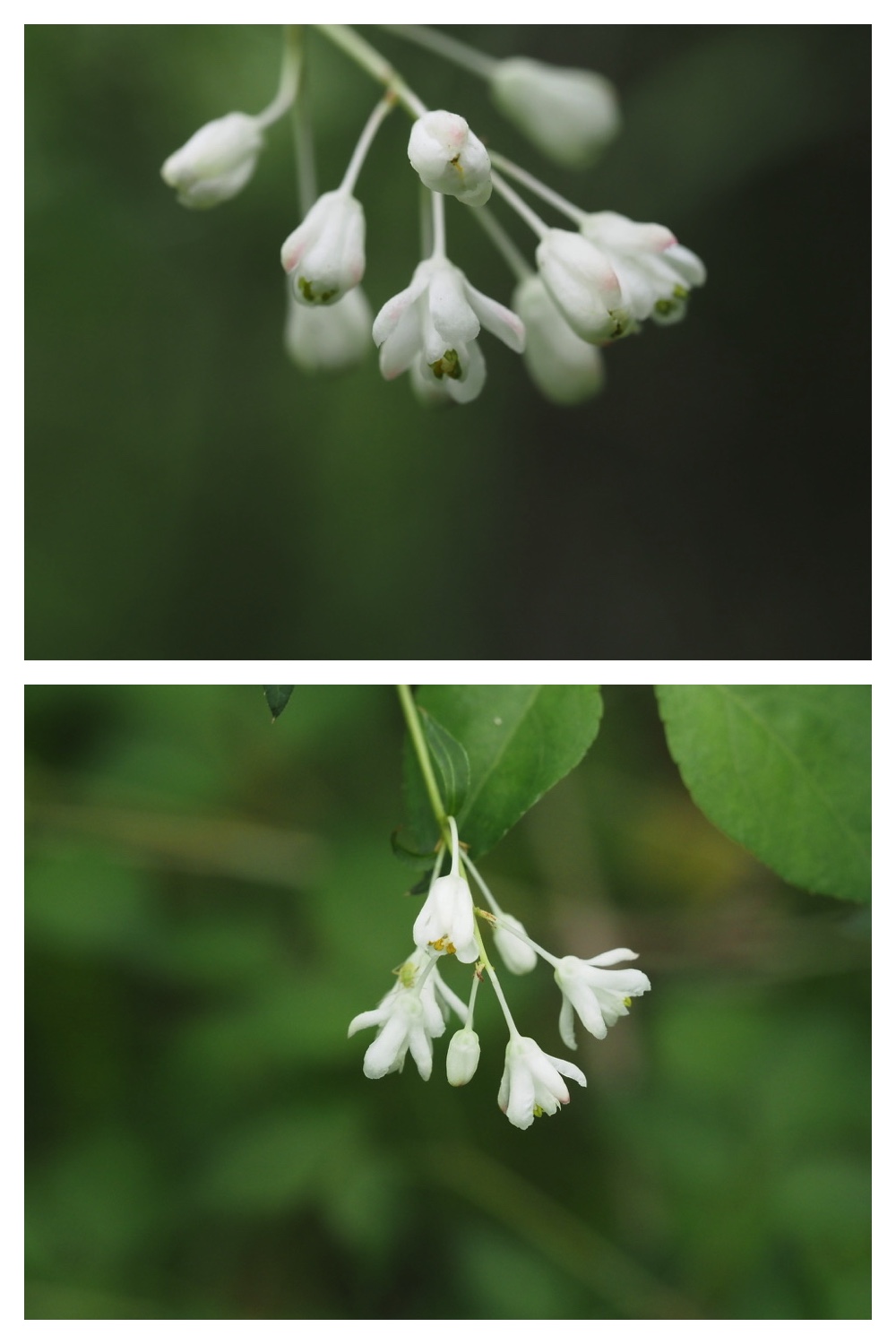 250531_Plant-survey_6