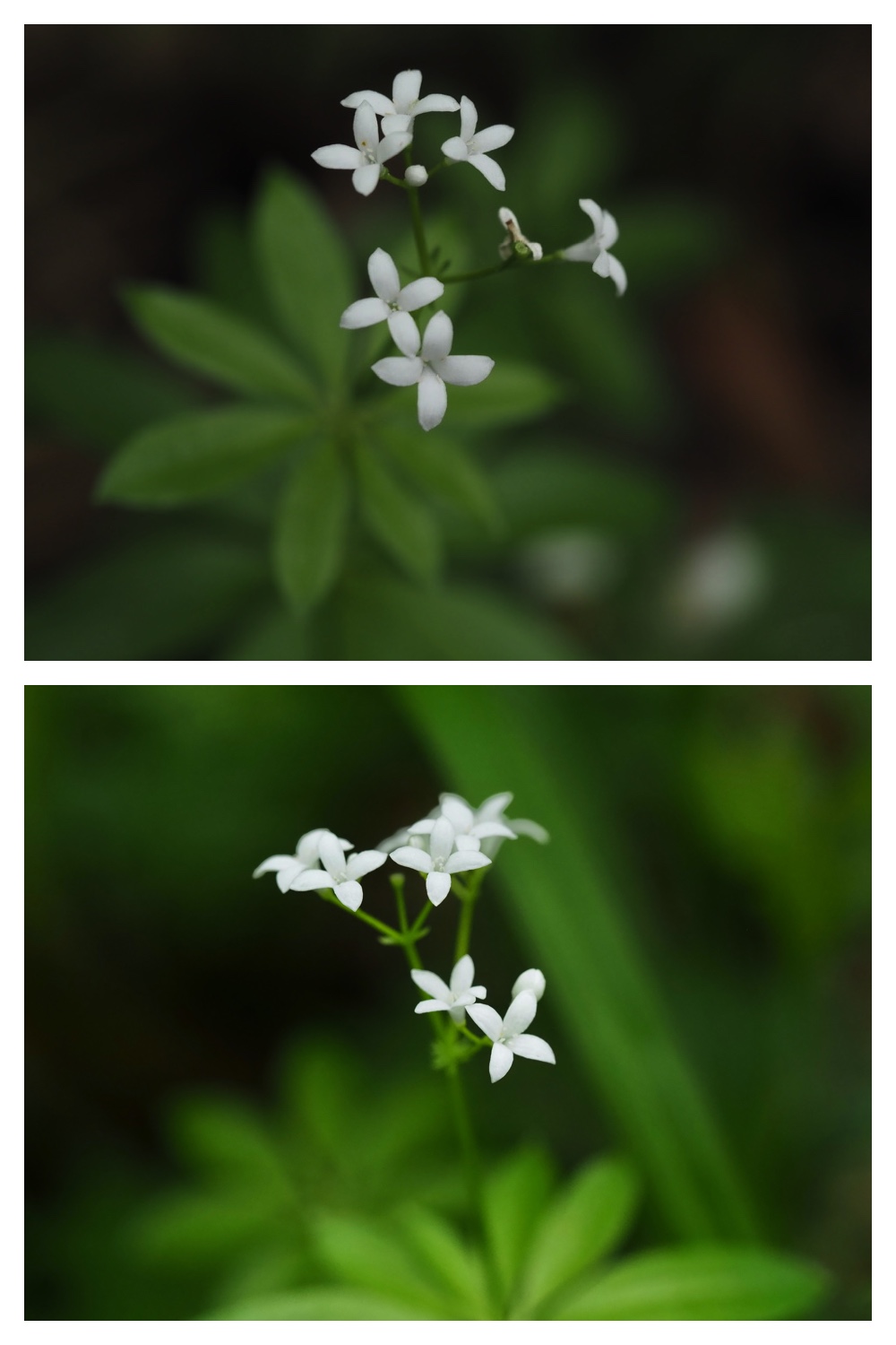 250531_Plant-survey_7