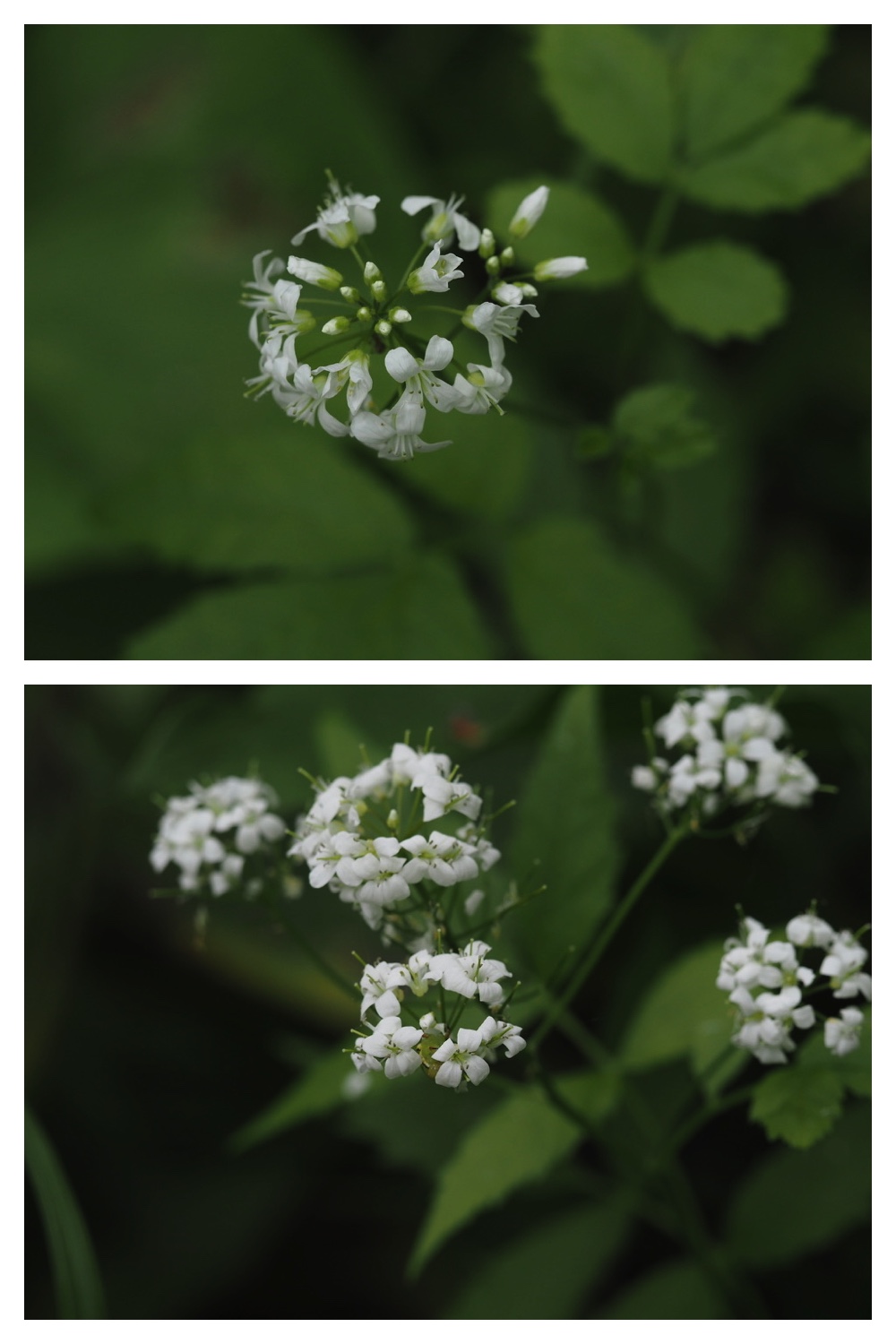 250531_Plant-survey_8