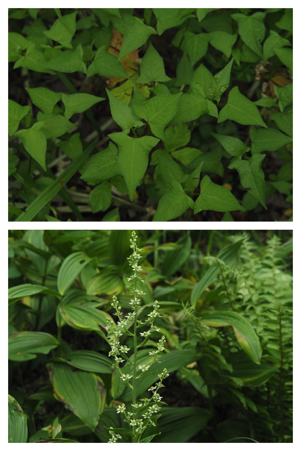 250531_Plant-survey_9