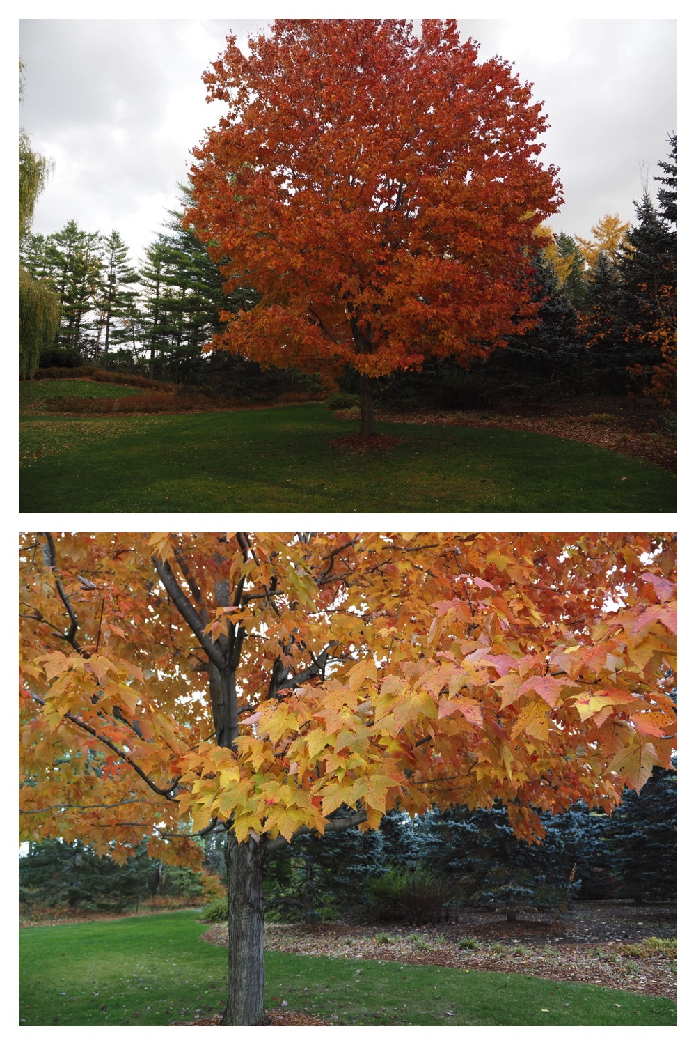 251103_Satsunai-garden_13