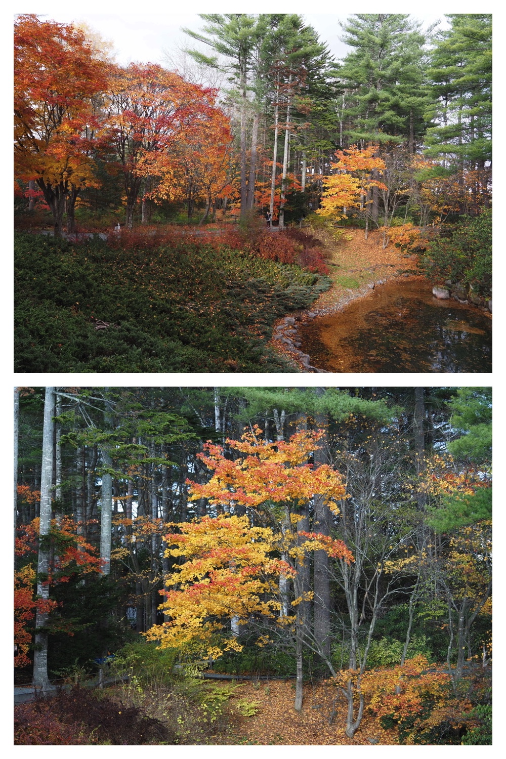 251103_Satsunai-garden_15