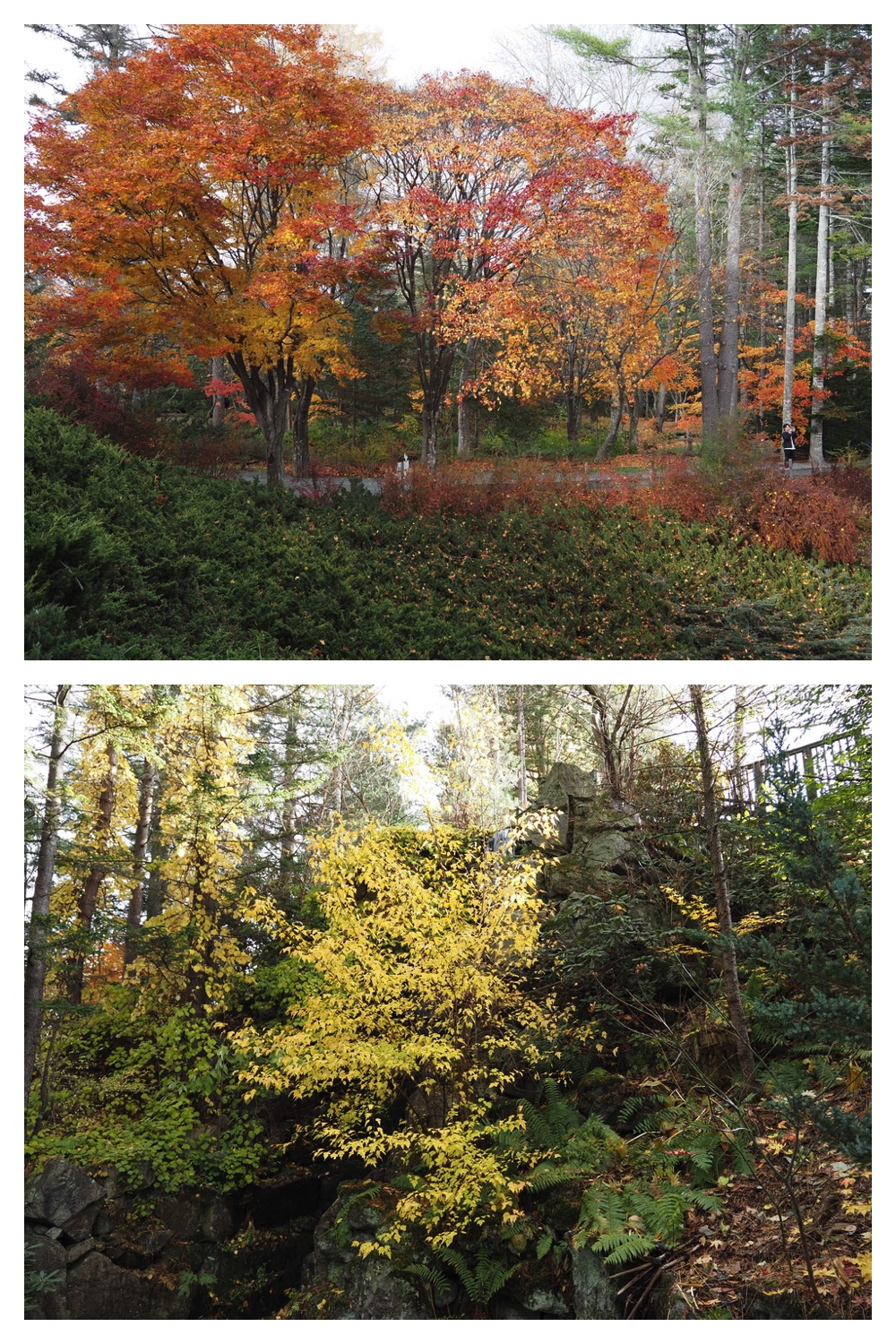 251103_Satsunai-garden_16