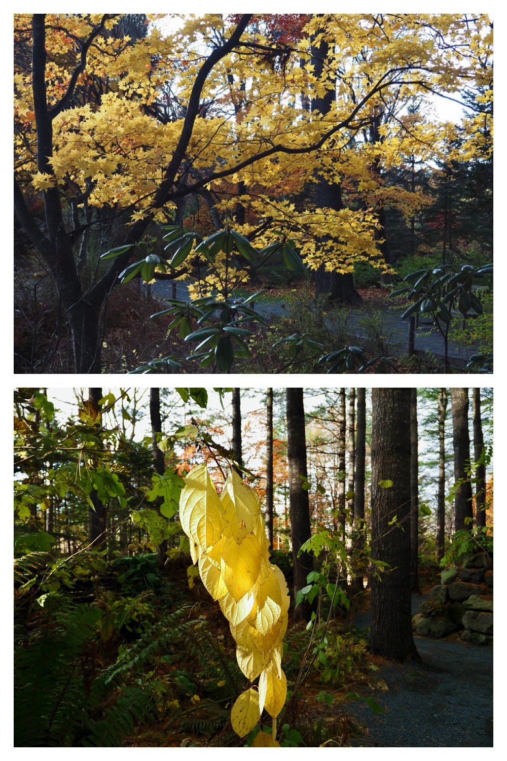 251103_Satsunai-garden_18