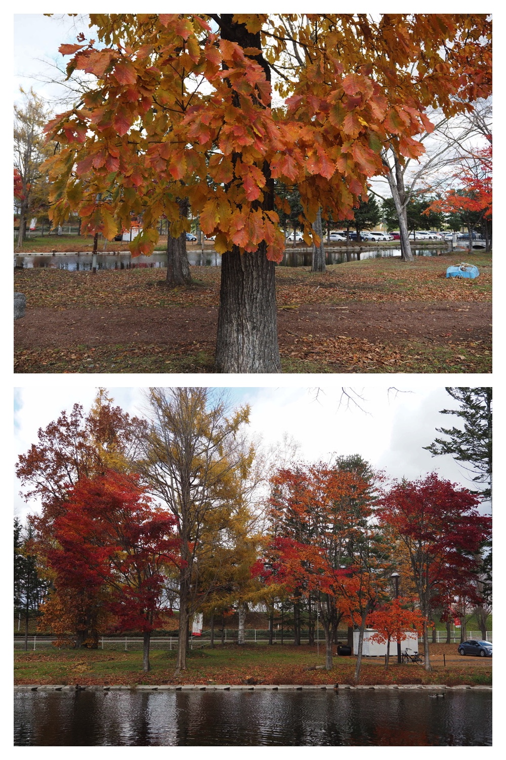 251103_Satsunai-garden_2