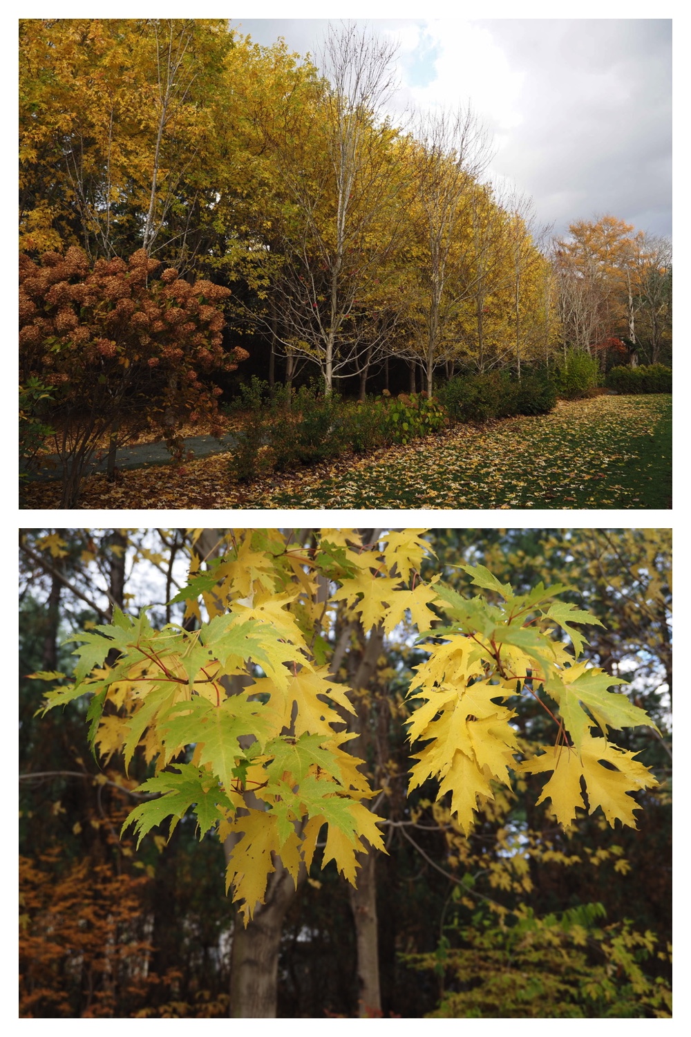 251103_Satsunai-garden_24