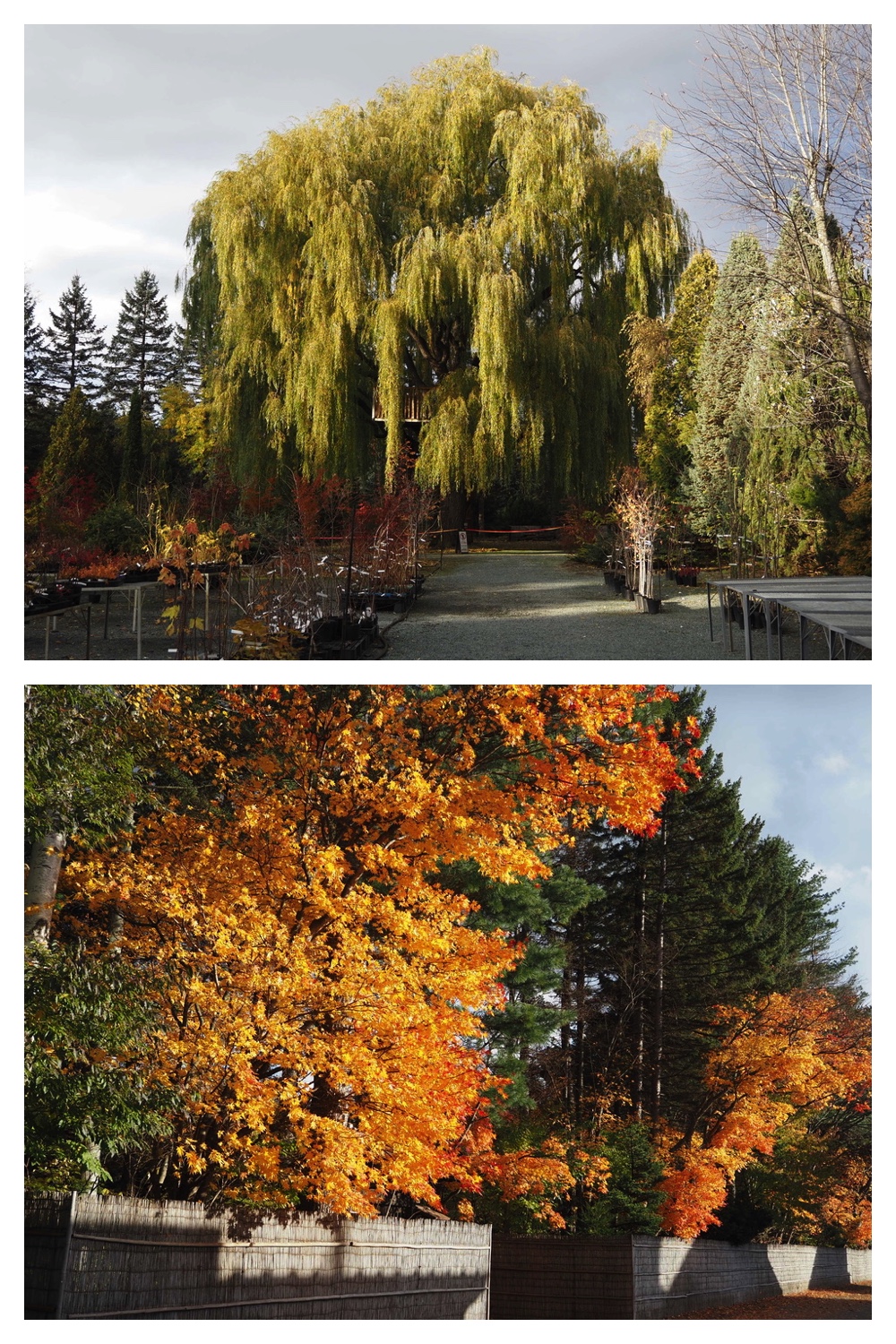 251103_Satsunai-garden_26