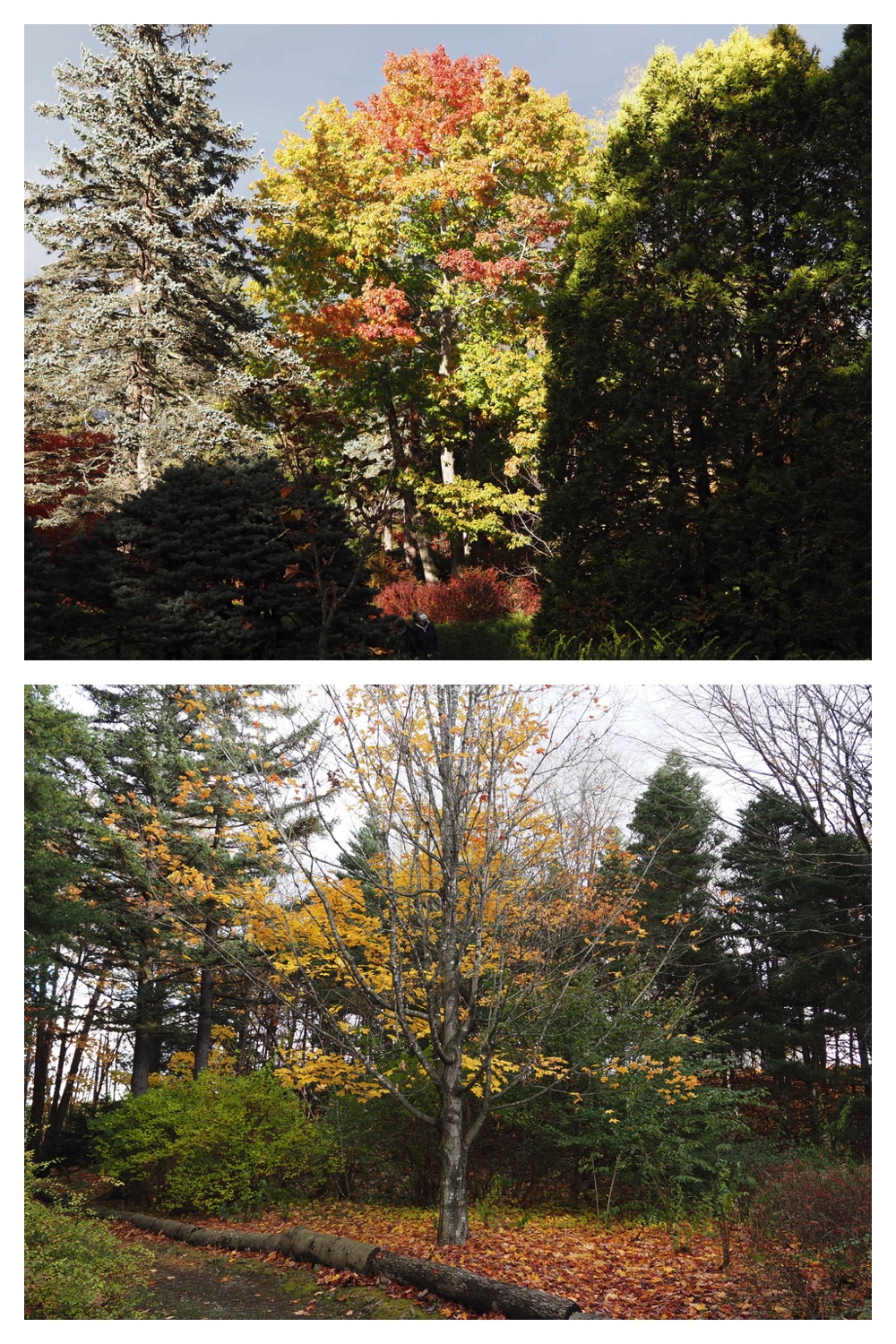 251103_Satsunai-garden_9