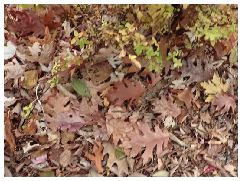 251115_Kankyou-kouryuukai_17