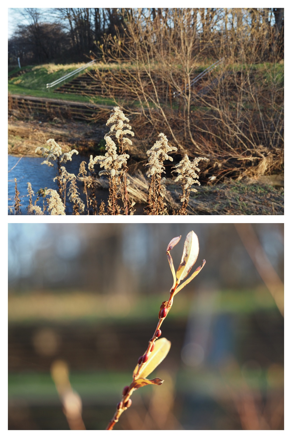 251116_Urikaigawa_11