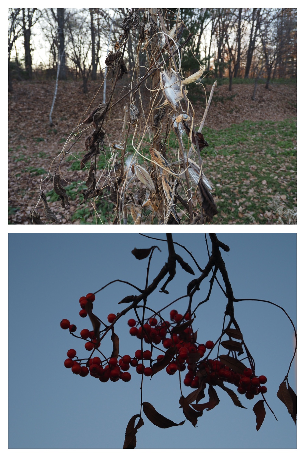 251116_Urikaigawa_13