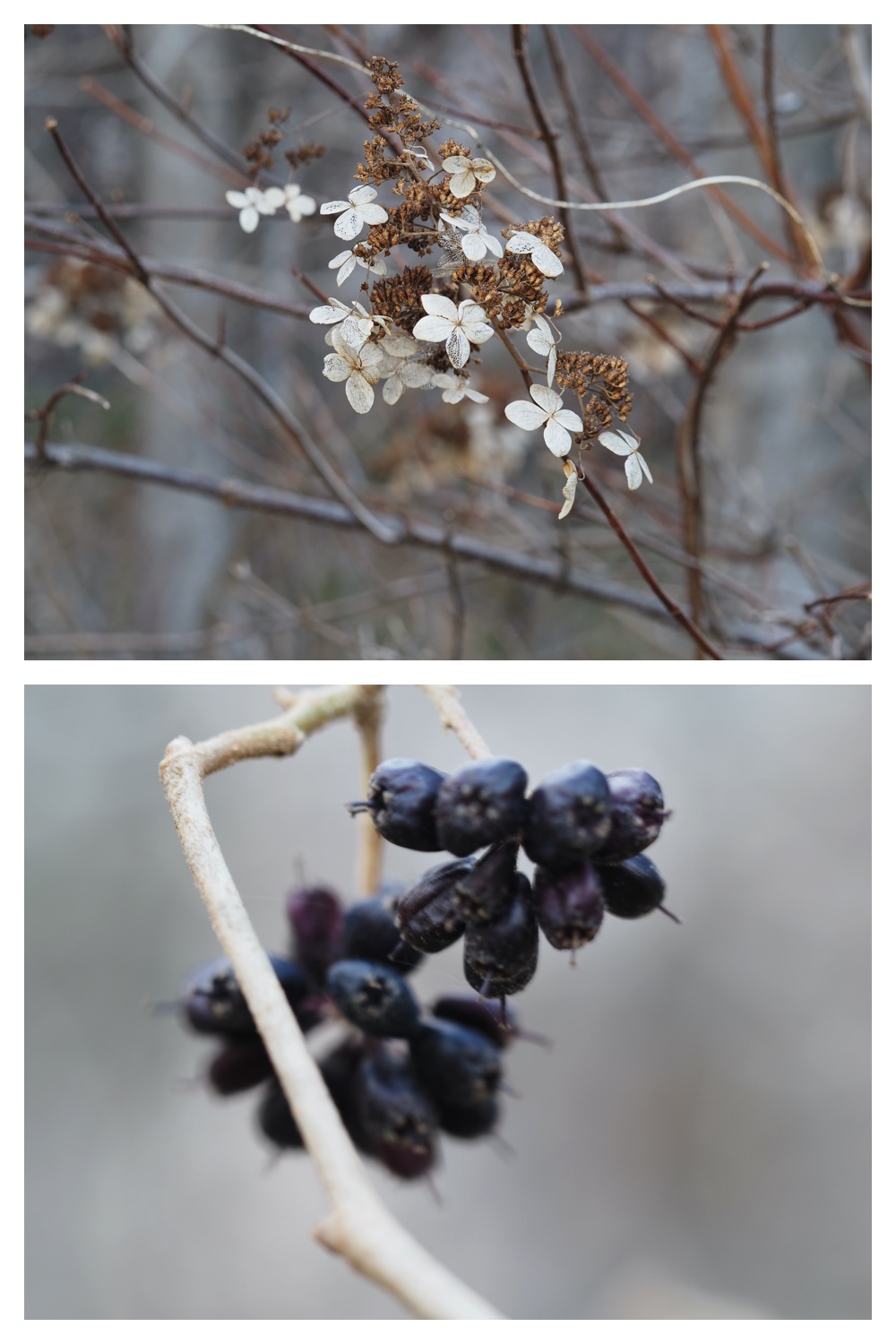 251121_Macro-plants_12