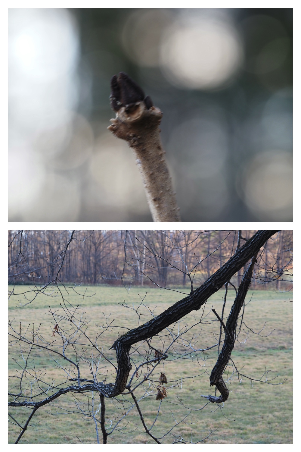 251121_Macro-plants_13