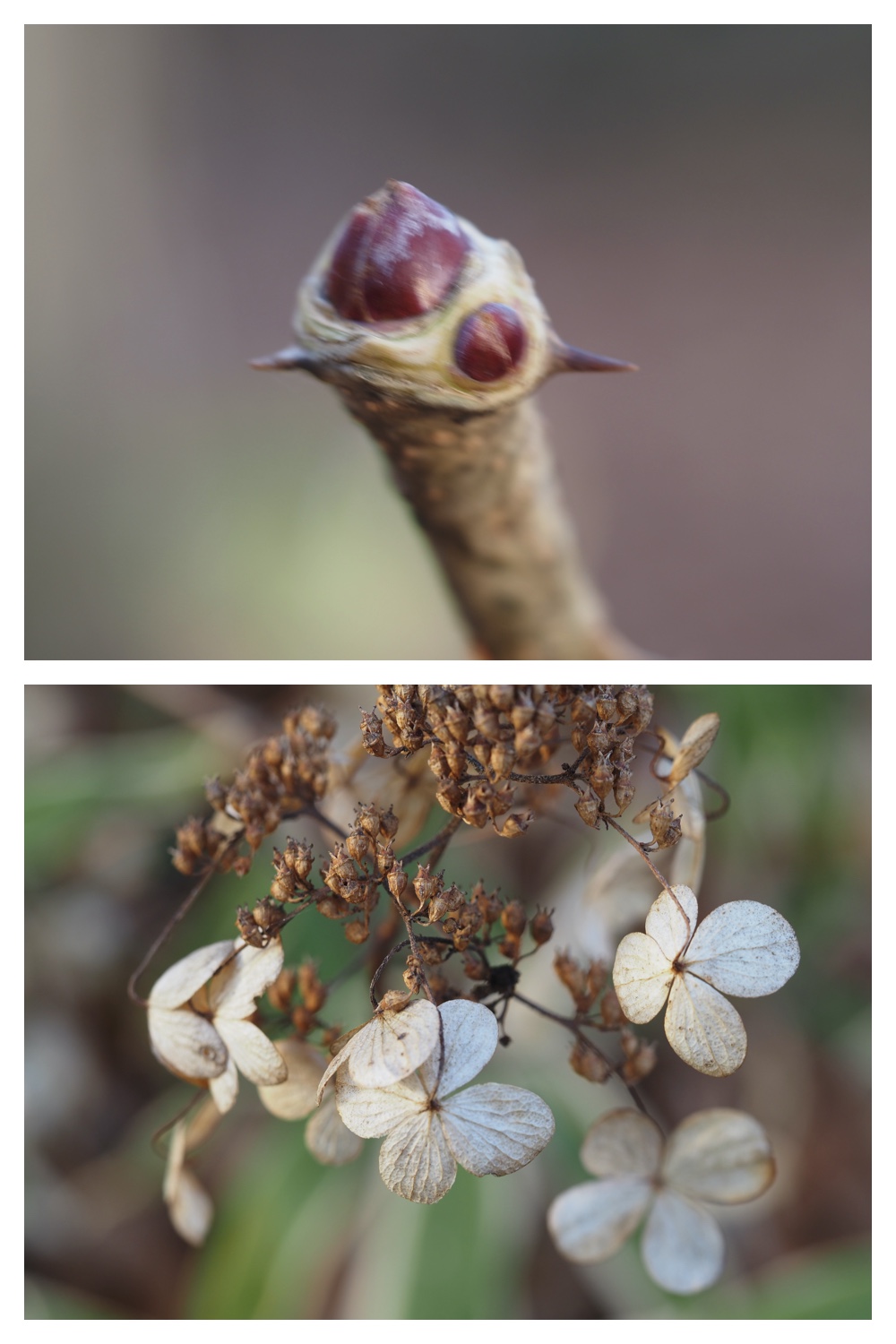 251121_Macro-plants_16