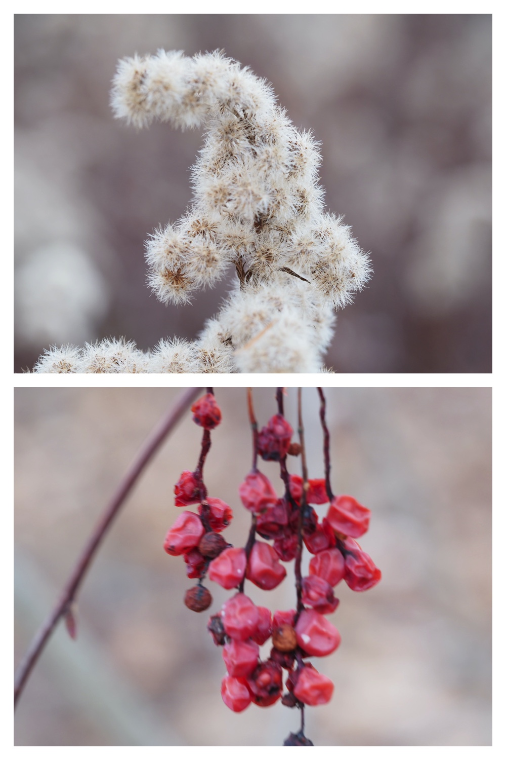 251121_Macro-plants_2