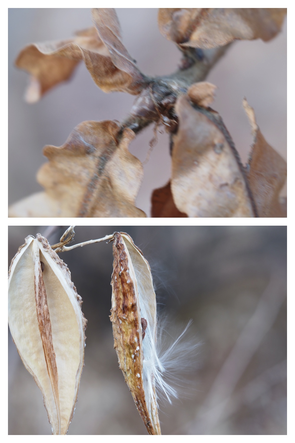 251121_Macro-plants_3