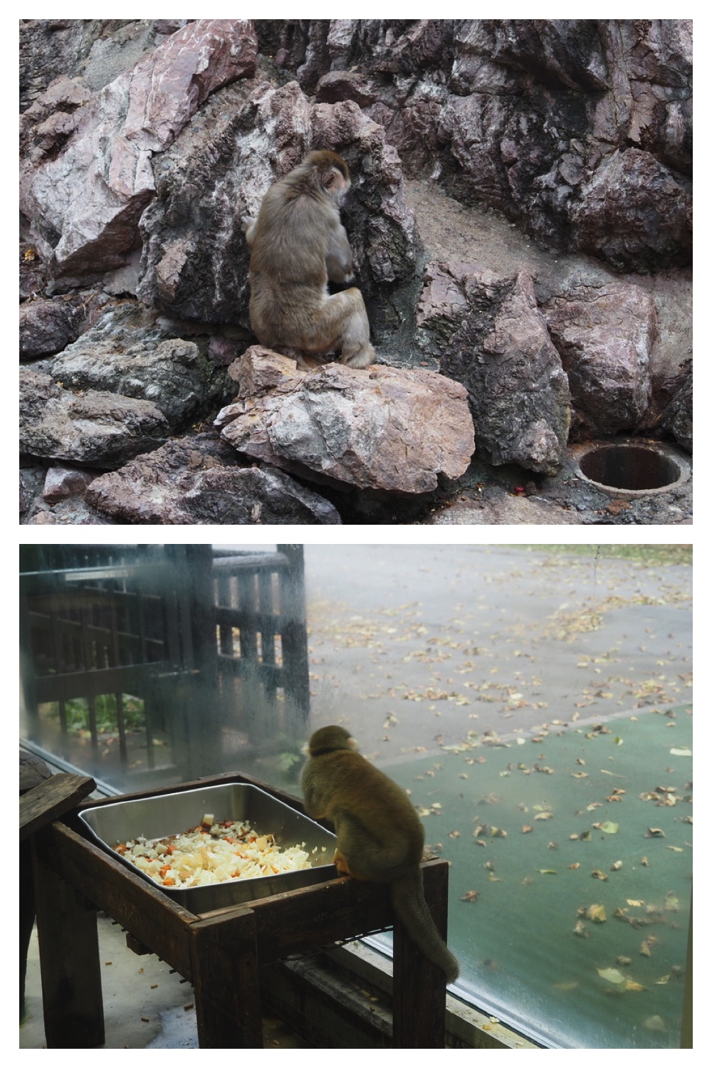 251008_Zoo_2