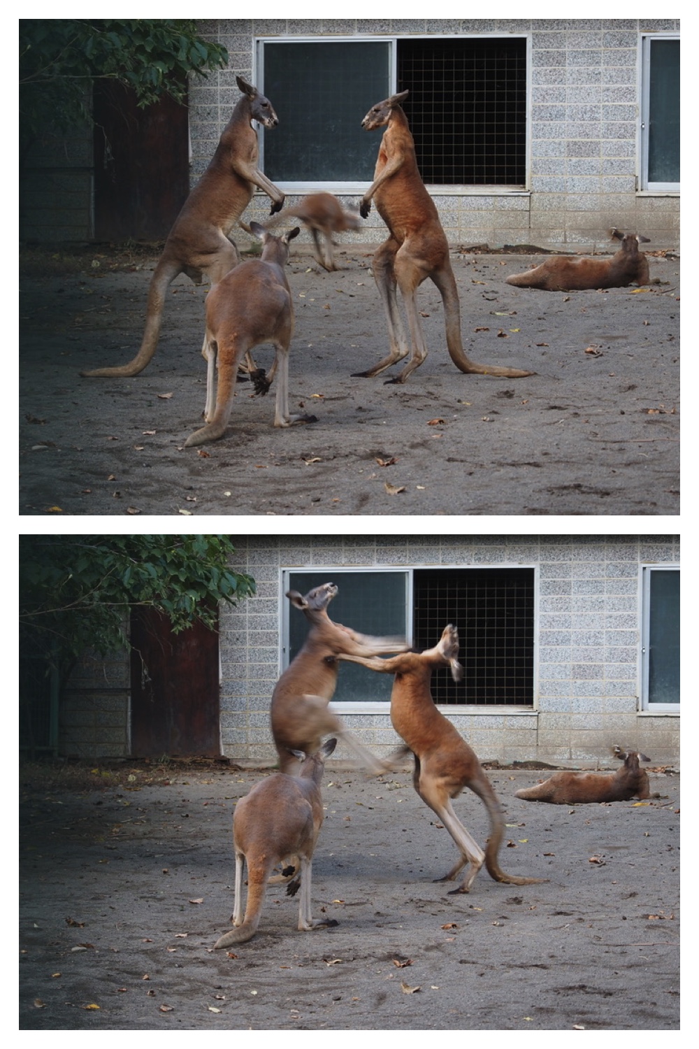 251008_Zoo_3