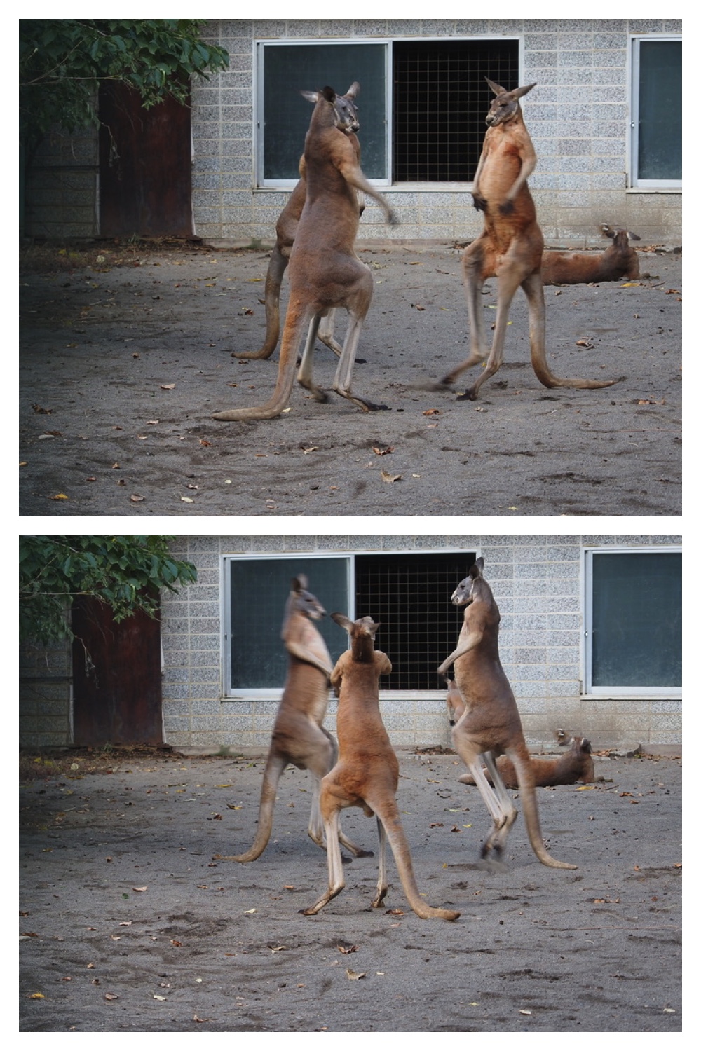 251008_Zoo_4