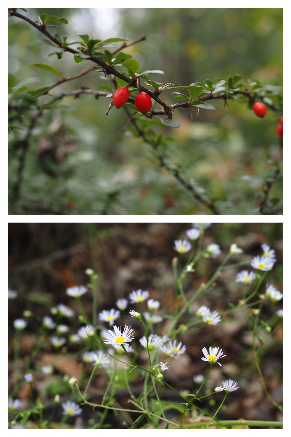 251013_Plants_10