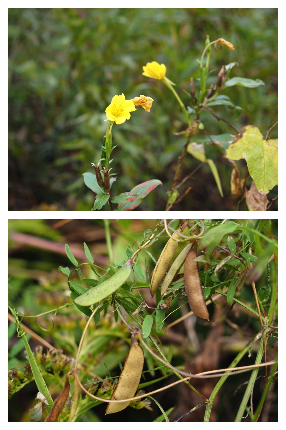 251013_Plants_11