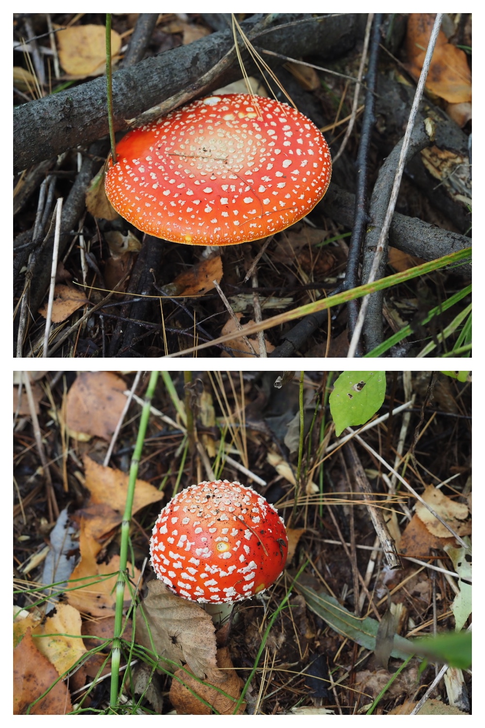 251013_Plants_12