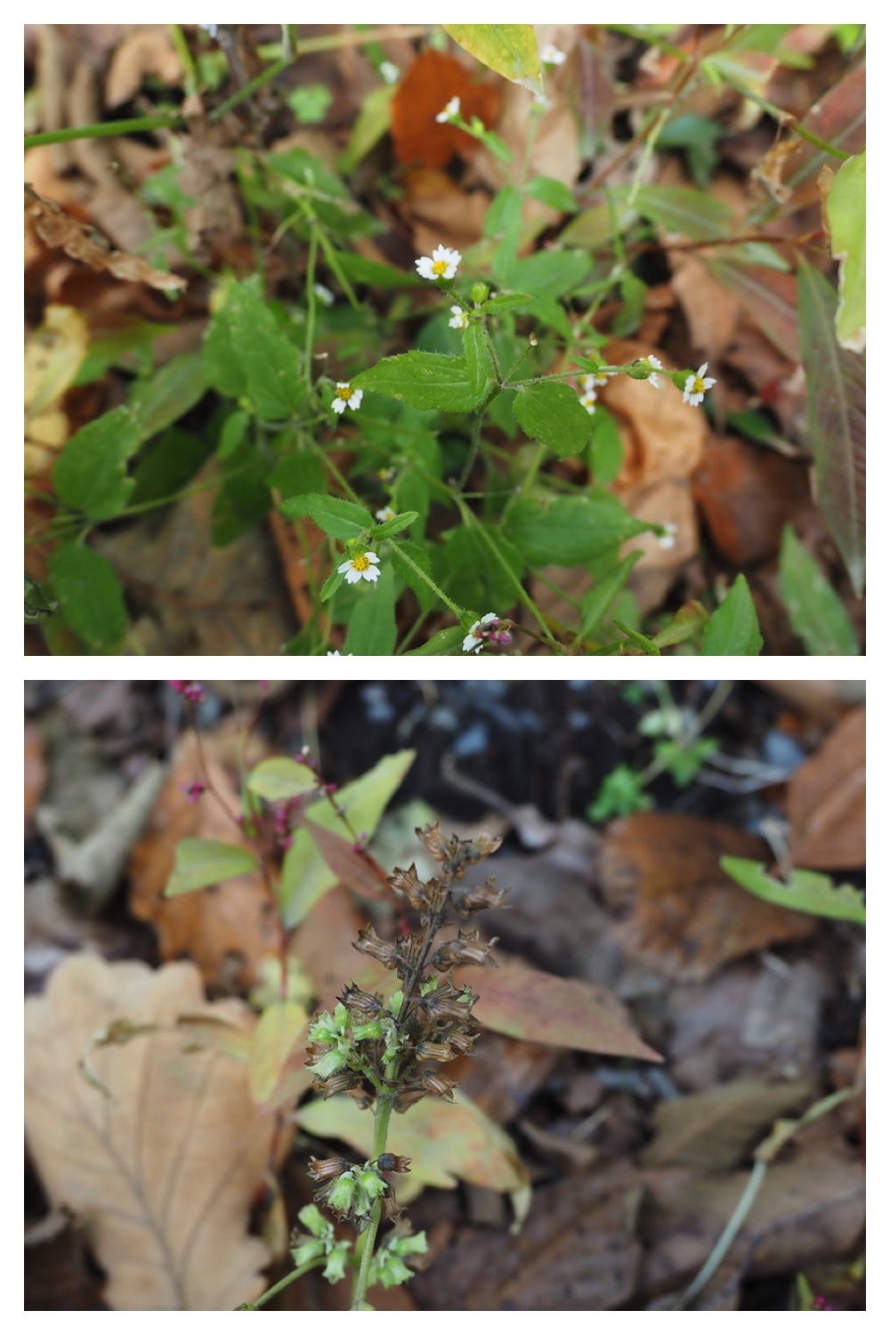 251013_Plants_14