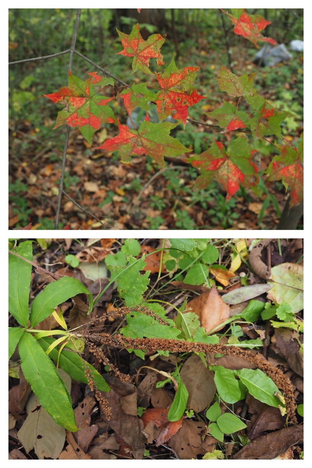 251013_Plants_15