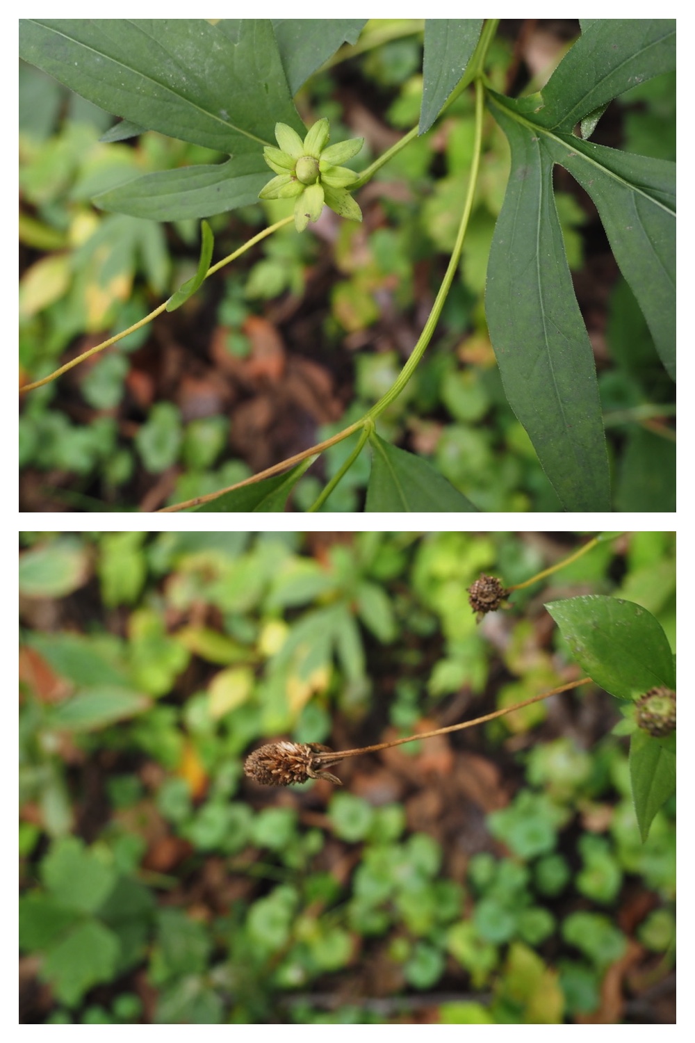 251013_Plants_16