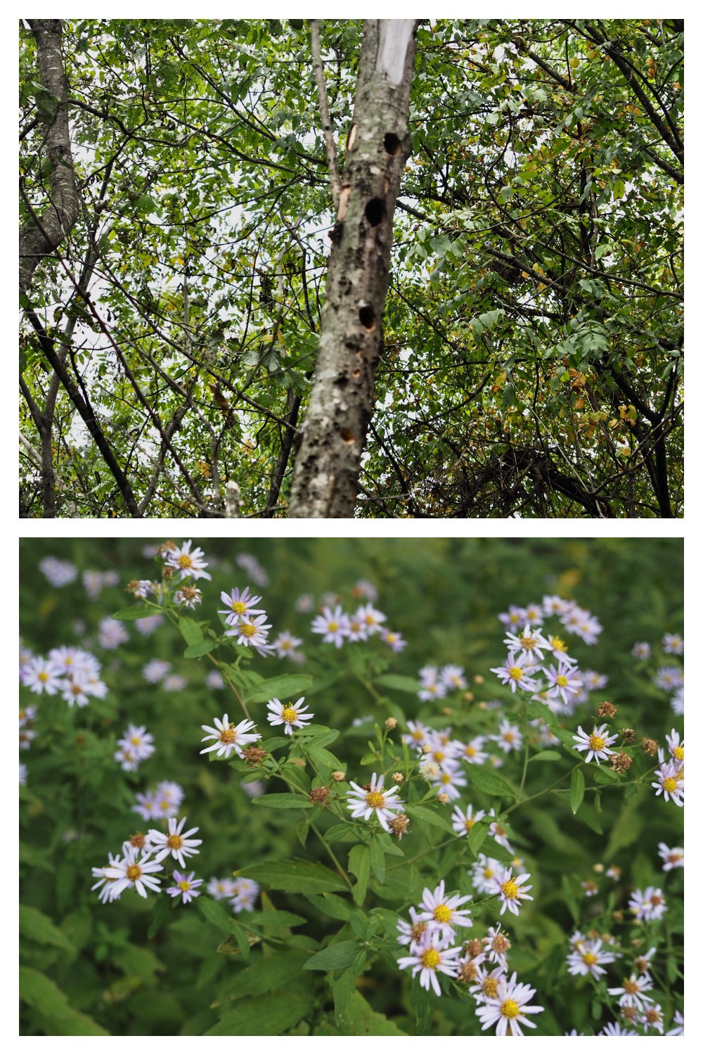 251013_Plants_17