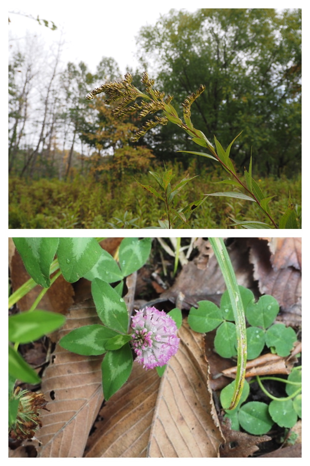 251013_Plants_2