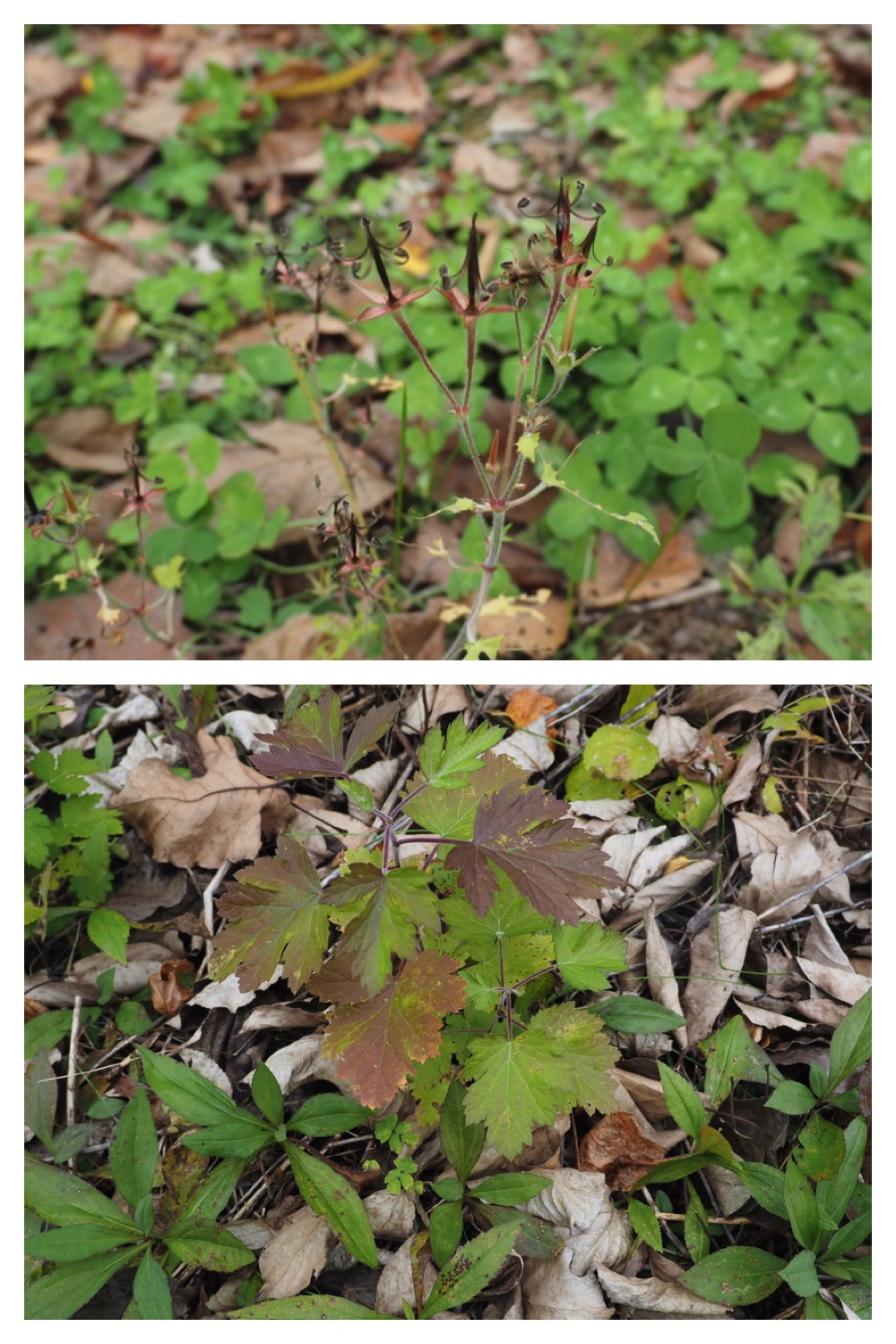 251013_Plants_3