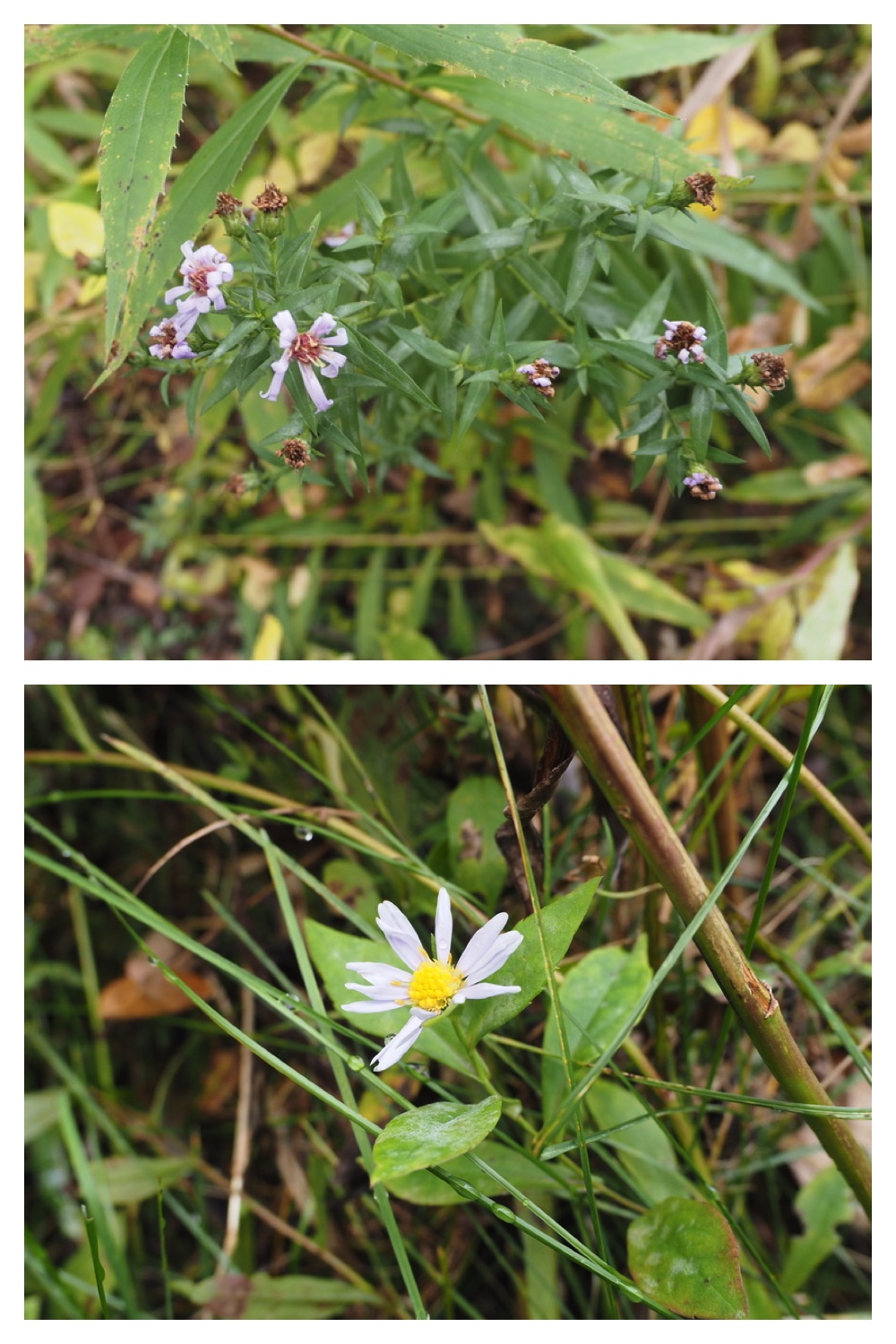 251013_Plants_4